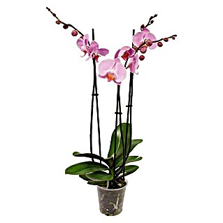 Piardino Orquídea mariposa (Phalaenopsis Hybride, Tamaño de maceta: 12 cm, Lila, Número de brotes: 3 ud., Forma de crecimiento: En posición vertical)
