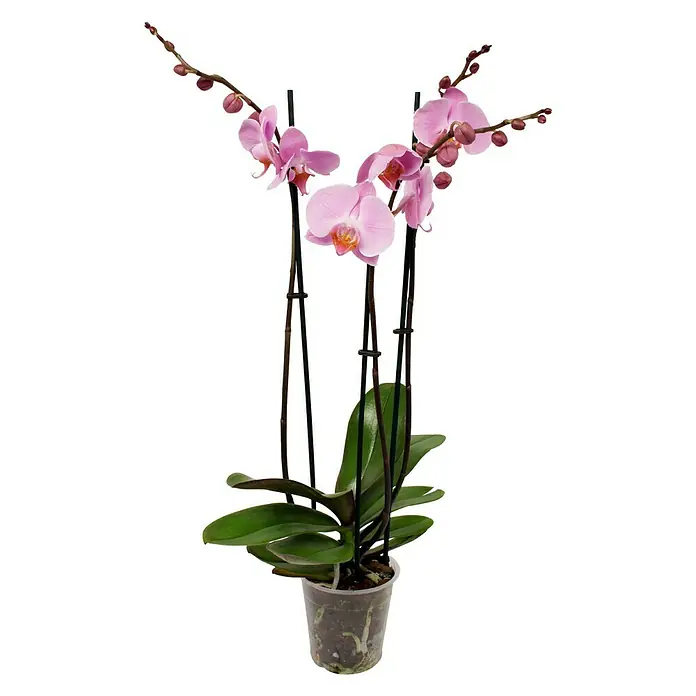 Piardino Orquídea mariposa - Phalaenopsis Hybride, Tamaño de maceta: 12 cm, Lila, Número de brotes: 3 ud., Forma de crecimiento: En posición vertical - Primer plano de una orquídea Phalaenopsis rosa en una maceta transparente, sostenida por varas oscuras, con hojas verdes.