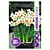 Royal De Ree Holland Voorjaarsbloembollen Narcissus 'Geranium' 