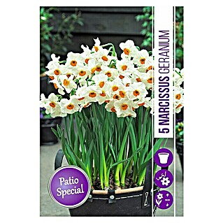 Royal De Ree Holland Voorjaarsbloembollen Narcissus 'Geranium' (5 st., Wit/orangje)