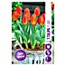 Royal De Ree Holland Voorjaarsbloembollen Tulipa 'Flair' 