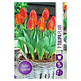 Royal De Ree Holland Voorjaarsbloembollen Tulipa 'Flair' (7 st.)