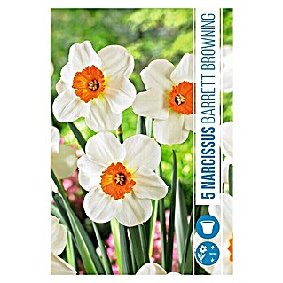 Royal De Ree Holland Voorjaarsbloembollen Narcissus 'Barret Browning' (5 st.)