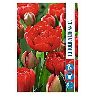 Royal De Ree Holland Voorjaarsbloembollen Tulipa 'Miranda' (10 st.)