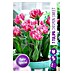 Royal De Ree Holland Voorjaarsbloembollen Tulipa 'Crispion Sweet' 