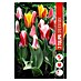 Royal De Ree Holland Voorjaarsbloembollenmix 'Tulipa Greigii' 