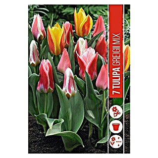 Royal De Ree Holland Voorjaarsbloembollenmix 'Tulipa Greigii' (25 st.)