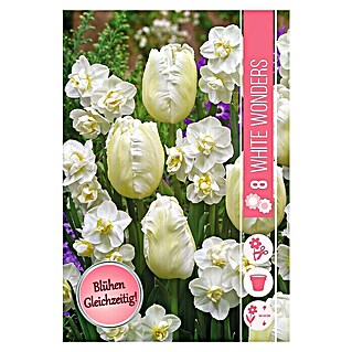 Frühlingsblumenzwiebel-Mix White Wonders (Narcissus 'Cheerfulness' & Tulipa 'White Parrot', 8 Stk.)