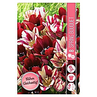 Frühlingsblumenzwiebeln Spring Bouquet (Tulipa 'Flaming Club' & 'Fiery Club', 8 Stk.)