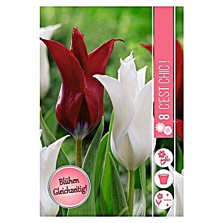 Frühlingsblumenzwiebeln C'est Chic! (Tulipa 'Isaak Chic' & 'Florijn Chic', 8 Stk.)