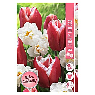 Frühlingsblumenzwiebel-Mix Crispy Cream (Narcissus 'Sir Winston Churchill' & Tulipa 'New Santa', 8 Stk.)