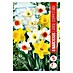 Royal De Ree Holland Voorjaarsbloembollenmix Narcissus 'Large cupped' 