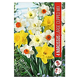 Royal De Ree Holland Voorjaarsbloembollenmix Narcissus 'Large cupped' (20 st.)