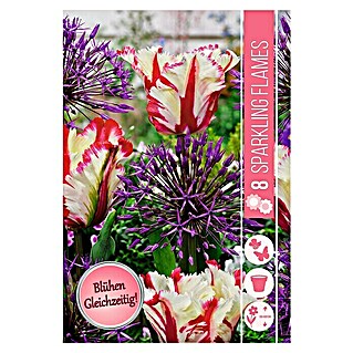 Frühlingsblumenzwiebel-Mix Sparkling Flames (Tulipa 'Estella Rijnveld' & Allium 'Purple Rain', 8 Stk.)