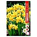 Royal De Ree Holland Voorjaarsbloembollen Narcissus 'Tete a Tete' 