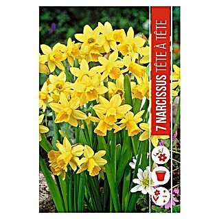 Royal De Ree Holland Voorjaarsbloembollen Narcissus 'Tete a Tete' (7 st.)