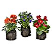 Balkonpflanzen-Mix (Impatiens walleriana, Celosia, Dahlien, Nikotiana, Portulac, Tagetes erecta, Zinnien, Gesamtstückzahl: 6 Stk.) | BAUHAUS