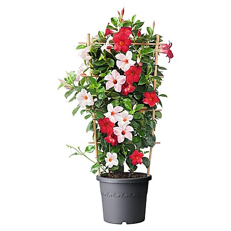 Piardino Dipladenia Summer Star Duo (Dipladenia sanderi, Topfgröße: 23 cm, Rot & Rosa)