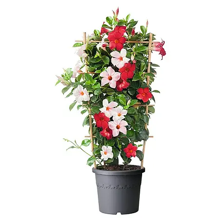 Piardino  Dipladenia