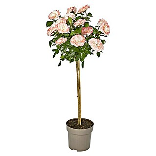 Rosenstämmchen (7 l, Stammhöhe: 90 cm)