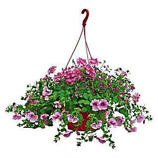 Piardino Balkonpflanzen-Mix (Blumenampel, Topfgröße: 25 cm)