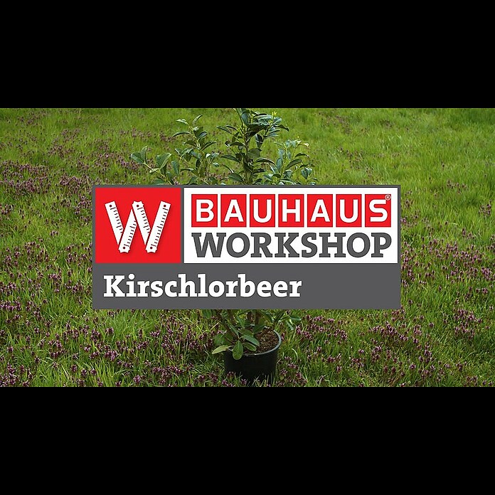 Piardino Kirschlorbeer Novita - Prunus laurocerasus 'Novita', Aktuelle  Wuchshhe: 60 cm - 80 cm, Topfvolumen: 5 l online kaufen bei BAUHAUS