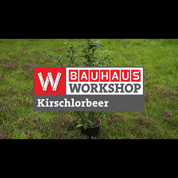 Piardino KirschlorbeerPrunus laurocerasus, Topfvolumen: 5 l, Aktuelle Wuchshöhe: 60 cm - 80 cm - Kirschlorbeer pflanzen