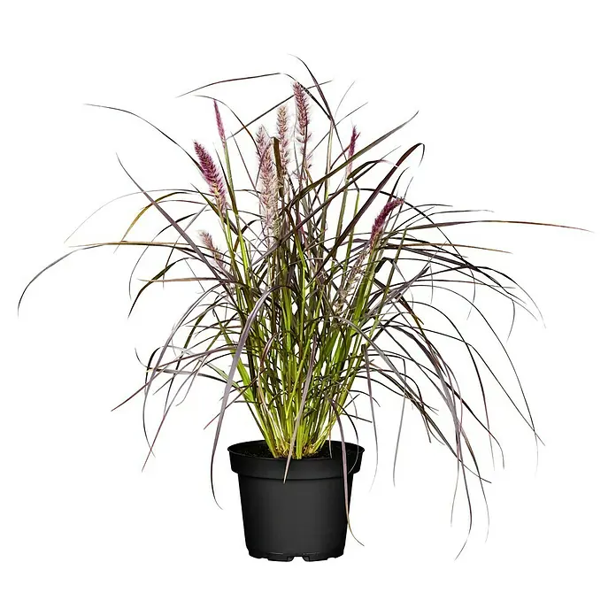 Piardino Federborstengras 'Rubrum' - Pennisetum advena 'Rubrum', Blütenfarbe: Weinrot - Dekoratives Lampenputzergras 'Red Baron' im schwarzen Topf. Dieses Ziergras mit seinen rötlichen Blättern ist eine tolle Ergänzung für jeden Garten.