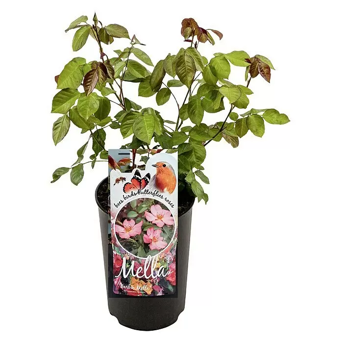 Piardino Beetrose Mella - Rosa 'Mella', Topfgröße: 23 cm, Rosa - Topfrose "Mella" mit grünen und rotbraunen Blättern und einem Etikett mit rosa Rosen, einer Biene, einem Schmetterling und einem Vogel.
