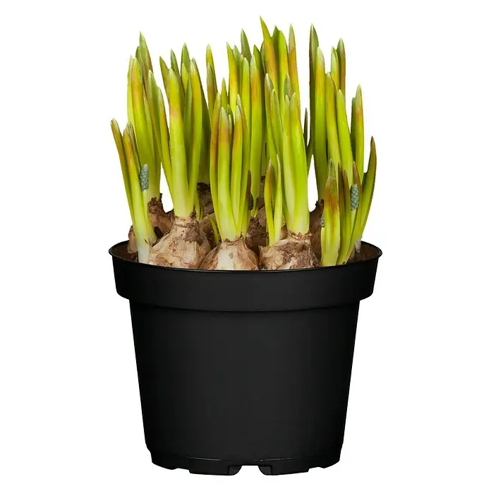 Piardino Frühlingsblumenzwiebeln Traubenhyazinthe - Muscari armeniacum 'Blue Magic', Blau - Hyazinthen in einem schwarzen Topf, die grünen Triebe ragen in die Höhe und versprechen eine farbenfrohe Blütenpracht.