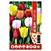 Royal De Ree Holland Voorjaarsbloembollenmix Tulipa 'Triumph' 
