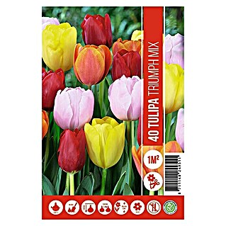 Royal De Ree Holland Voorjaarsbloembollenmix Tulipa 'Triumph' (40 st.)