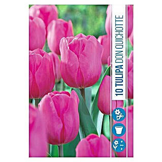 Royal De Ree Holland Voorjaarsbloembollen Tulipa 'Don Quichotte' (10 st.)