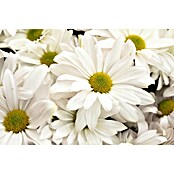 Piardino Herfstchrysant (Potmaat: 19 cm, Bloemkleur: Soortafhankelijk)