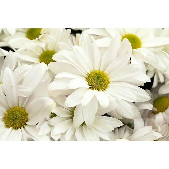 Piardino Herbst-Chrysantheme - Chrysanthemum indicum Hybride, Topfgröße: 19 cm, Blütenfarbe: Sortenabhängig - Nahaufnahme von weißen Margeriten mit gelben Zentren, die ihre zarten Blütenblätter und leuchtenden Farben zeigen.