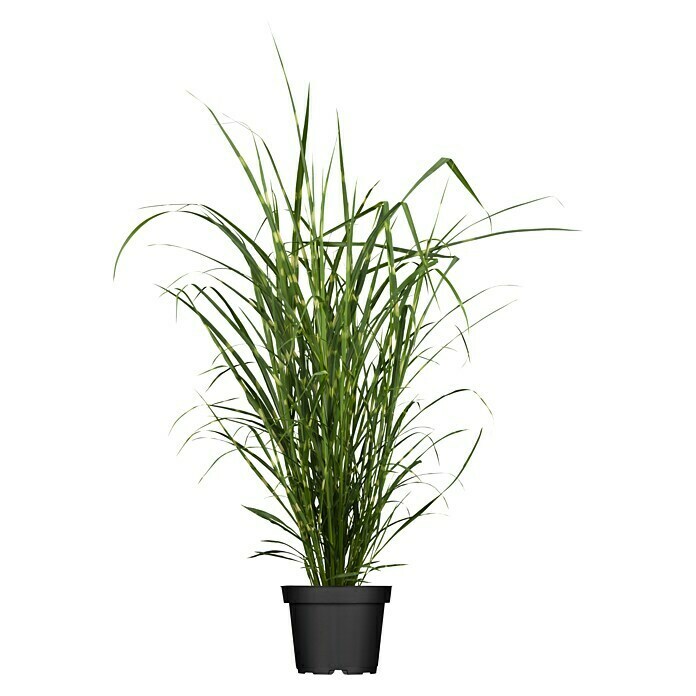 Garten-Zebraschilf (Miscanthus sinensis strictus, Topfgröße: 3 l, Gelb/Grün)