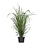 Garten-Zebraschilf (Miscanthus sinensis strictus, Topfgröße: 3 l, Gelb/Grün)