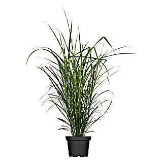 Piardino Garten-Zebraschilf (Miscanthus sinensis strictus, Topfvolumen: 3 l, Gelb/Grün)