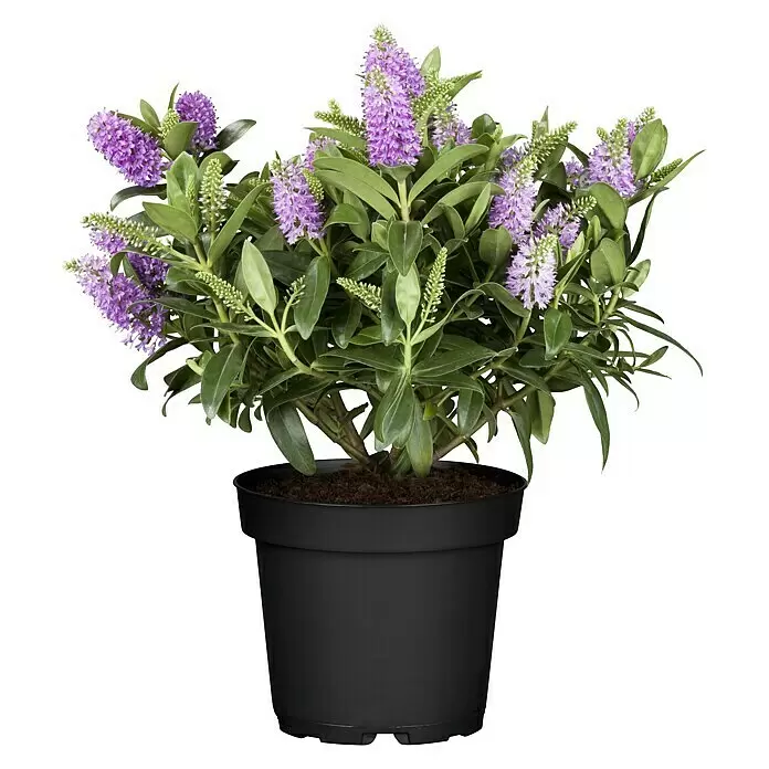 Piardino Strauchveronika - Hebe andersonii, Topfgröße: 12 cm, Violett - Vorderansicht