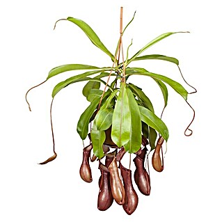 Piardino Kannenpflanze (Nepenthes alata, Topfgröße: 14 cm)