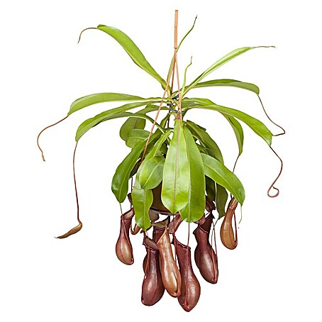 Piardino Kannenpflanze (Nepenthes alata, Topfgröße: 14 cm)