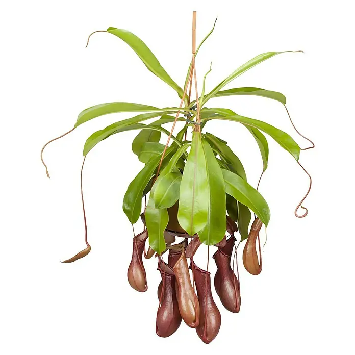 Piardino Kannenpflanze - Nepenthes alata, Topfgröße: 14 cm - Hängepflanze mit roten Kannen und grünen Blättern, die von einer Stange gehalten wird.