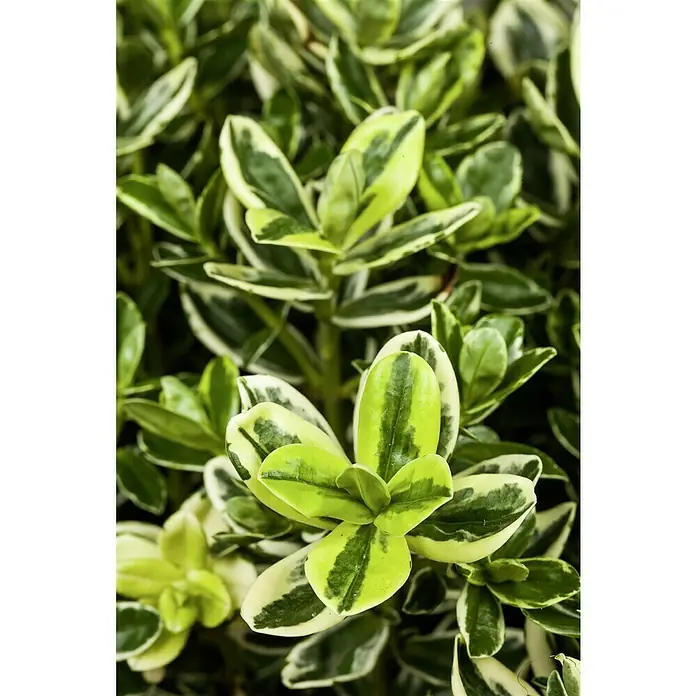 Piardino Spindelstrauch - Euonymus japonicus, Artenabhängig - Nahaufnahme eines Zwergspindelstrauchs 'Emerald Gaiety' mit grün-weiß panaschierten Blättern, die dekorative Akzente setzen.