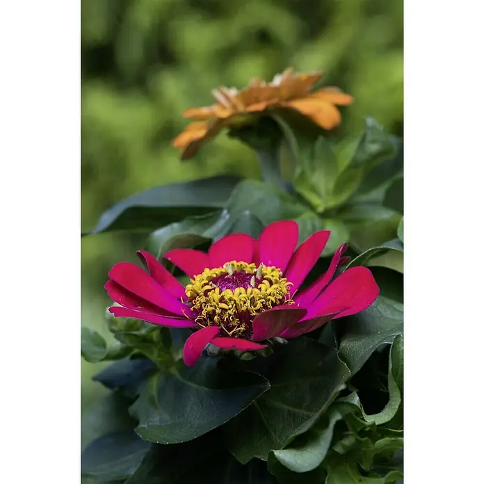 Piardino Zinnie - Zinnia profussion, Topfgröße: 13 cm, Sortenabhängig - Nahaufnahme einer rosafarbenen Zinnie mit gelben Staubgefäßen, umgeben von grünen Blättern und einer orangefarbenen Blüte im Hintergrund.