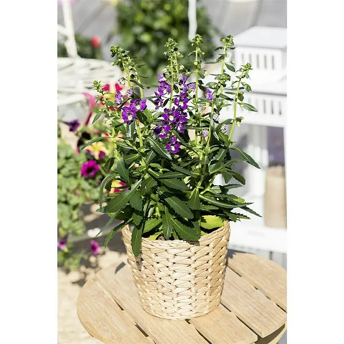 Piardino Angelonie - Angelonia angustifolia, Topfgröße: 13 cm, Violett, Weiß - Angelonia-Pflanze in einem Korbtopf, mit violetten Blüten und grünen Blättern, auf einem Holztisch im Freien.