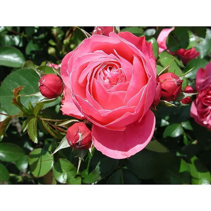 Piardino Beetrose 'Leonardo da Vinci'® - Rosa 'Leonardo da Vinci'®, Blütenfarbe: Rosa - Die leuchtend rosafarbene Rose entfaltet ihre Blütenblätter und wird von grünen Blättern und Knospen umrahmt. Ein sommerlicher Anblick.