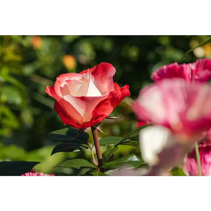 Piardino Edelrose 'Nostalgie'® - Rosa 'Nostalgie'®, Blütenfarbe: Weiß/Rot - Nahaufnahme einer zweifarbigen Rose mit roten Rändern und weißem Inneren, umgeben von grünen Blättern und einer verschwommenen Blume.