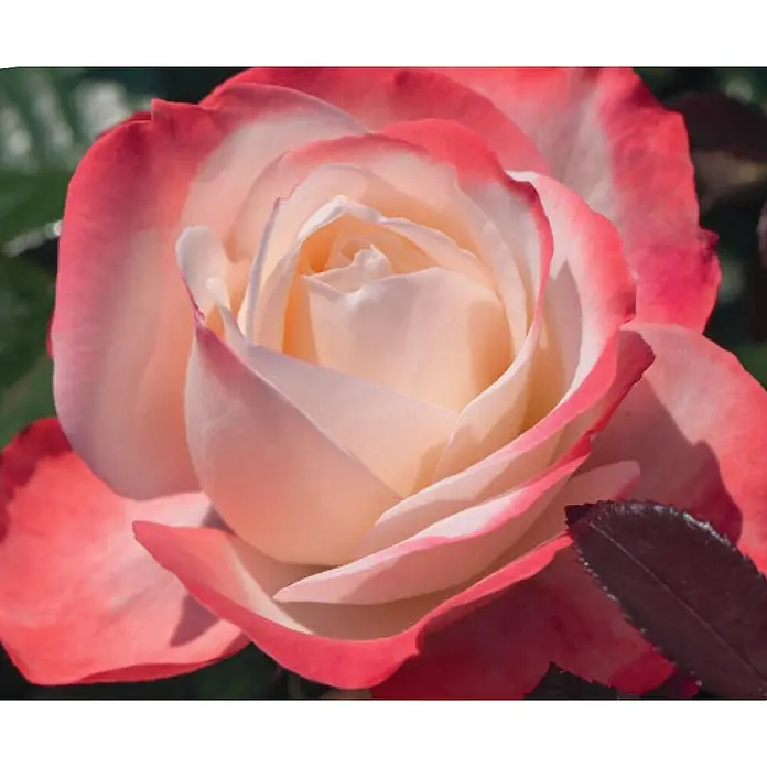 Piardino Edelrose 'Nostalgie'® - Rosa 'Nostalgie'®, Blütenfarbe: Weiß/Rot - Nahaufnahme einer zweifarbigen Rose mit zarten rosa und weißen Blütenblättern, die die Schönheit und Eleganz dieser Blume hervorheben.