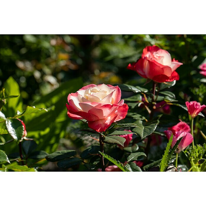 Piardino Edelrose 'Nostalgie'®Rosa 'Nostalgie'®, Blütenfarbe: Weiß/Rot Detail Shot