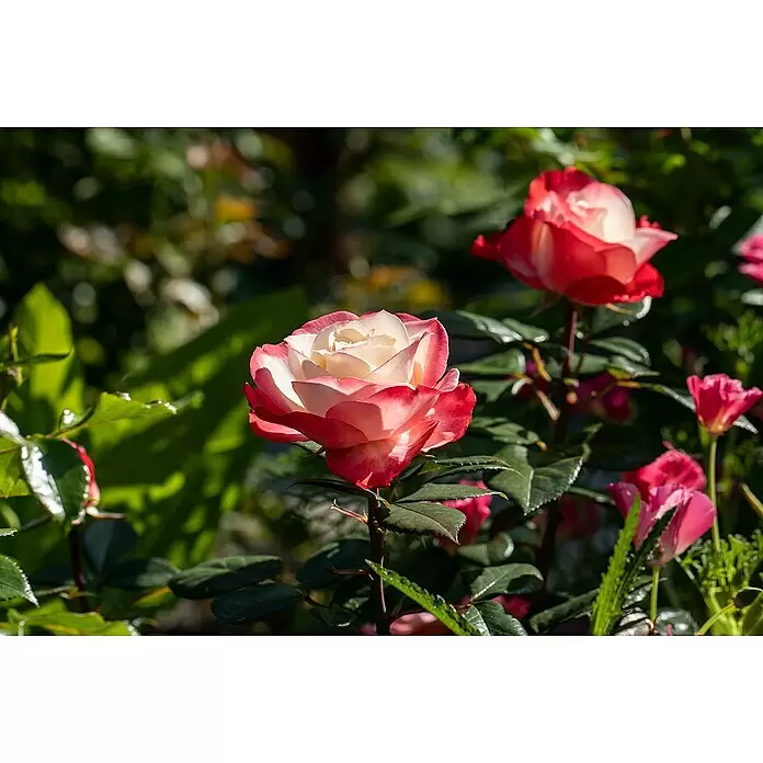 Piardino Edelrose 'Nostalgie'® - Rosa 'Nostalgie'®, Blütenfarbe: Weiß/Rot - Eine schöne zweifarbige Rose mit weißen, rot geränderten Blütenblättern, die in einem Garten blüht.